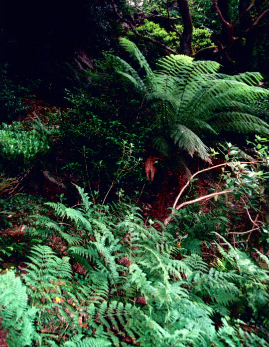 Uploaded Image: PortMeirionFerns.jpg