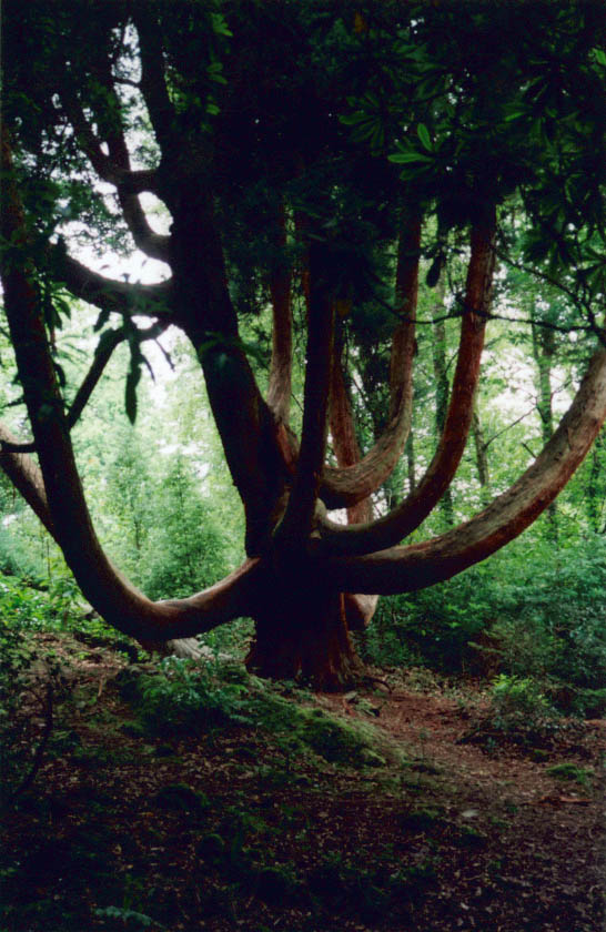 Uploaded Image: PortMeirionTree.jpg